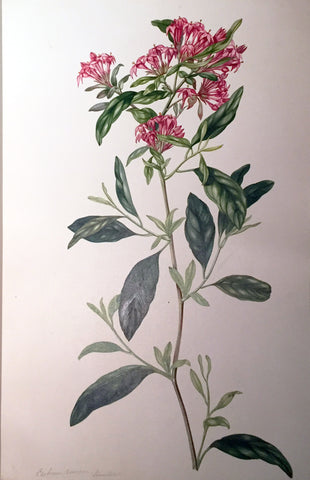 Charles Empson (British, 1794-1861), Cestrum Rosecum