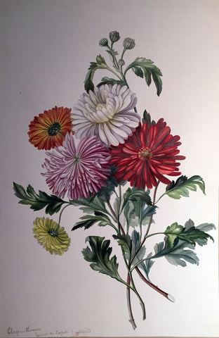 Charles Empson (British, 1794-1861), Chrysanthemums