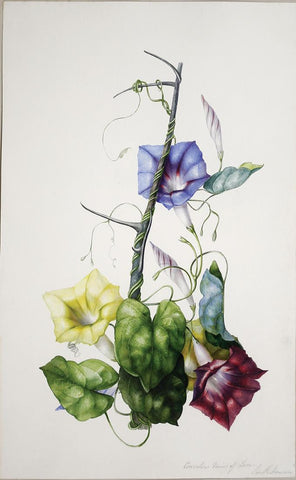 Charles Empson (British, 1794-1861), Colvolvu - Manio Of Luxae, South America (Morning Glory)