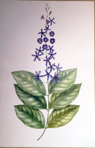 Charles Empson (British, 1794-1861), Petrace Volubulu