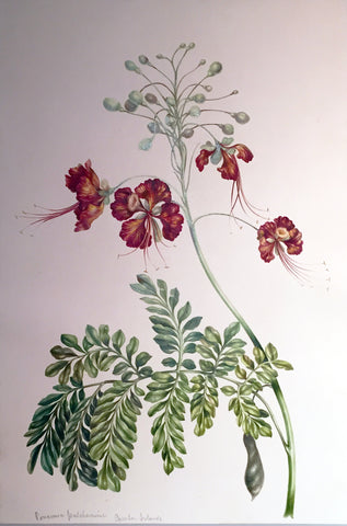 Charles Empson (British, 1794-1861), Pomeria Foul Cherrime