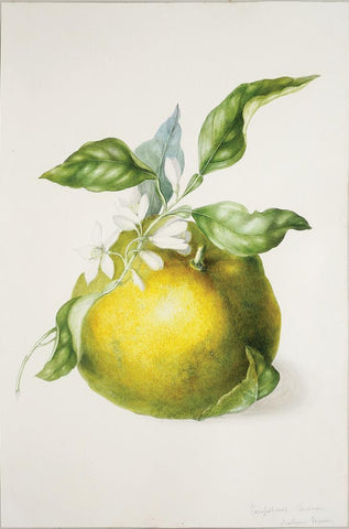 Charles Empson (British, 1794-1861), Pompelmus Surinam, Madame Merian (Grapefruit)