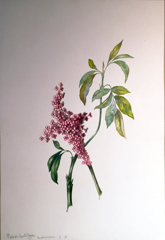 Charles Empson (British, 1794-1861), Pulvae Santa Cruz