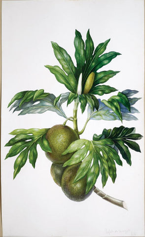 Charles Empson (British, 1794-1861), Sapote de Manquita