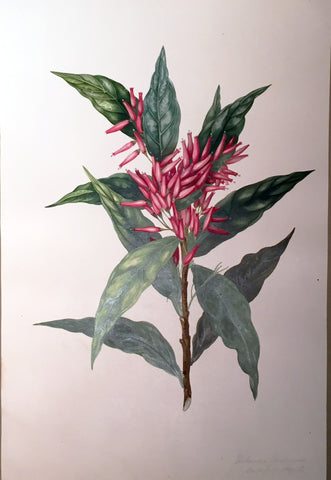 Charles Empson (British, 1794-1861), Thibandia Floribunder