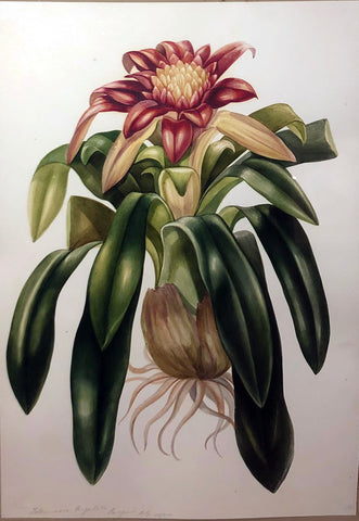 Charles Empson (British, 1794-1861), Tilandia Lingulata (Scarlet Star)