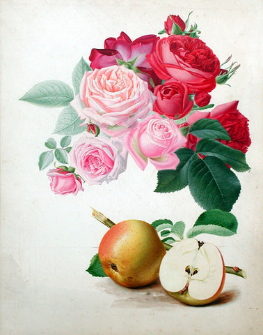 Walter Hood Fitch (British, 1817-1892), A Study of Roses and Apples