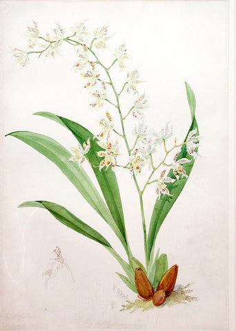 Walter Hood Fitch (British, 1817-1892), “Odontoglossum, or American Orchids”