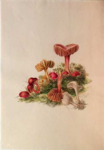 Edward Forster, the Younger (British, 1765-1849), Agaricus Arantius