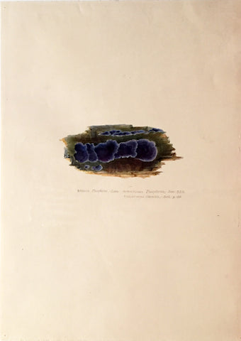 Edward Forster, the Younger (British, 1765-1849), Byssus phosphorea