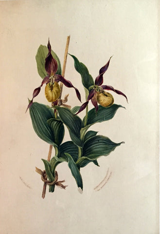 Edward Forster, the Younger (British, 1765-1849), Cypripedium calceolus