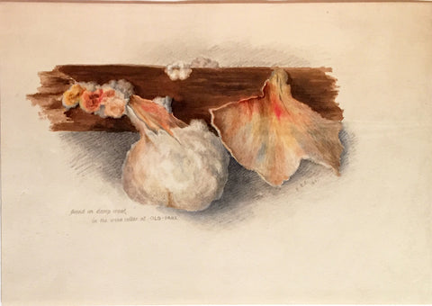 Edward Forster, the Younger (British, 1765-1849), [Mycological Study] Found on Damp Wood in the Wine-Cellar at Old Park
