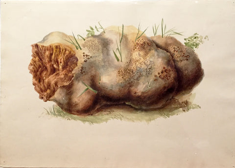 Edward Forster, the Younger (British, 1765-1849), [Mycological Study with Grass]