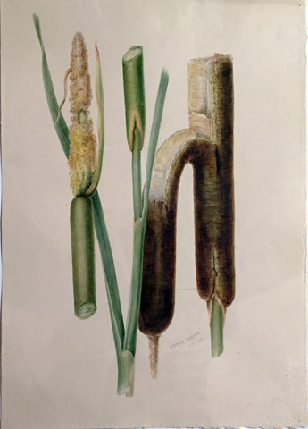 Edward Forster, the Younger (British, 1765-1849), Typha Latifolia