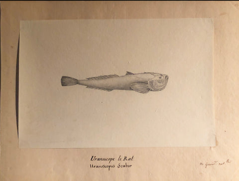 Christophe Paulin de la Poix de Freminville (1747-1848), Uranoscope le Rat Uranoscope scaber 1/2 grander natlle