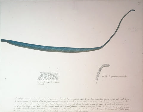Christophe Paulin de la Poix de Fremenville (1747-1848), 91. Ce serpent mar ... Troeon du corps de grandeur naturelle Le tete de grandeur naturelle