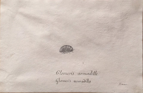 Christophe Paulin de la Poix de Fremenville (1747-1848), Glomeris armadille France