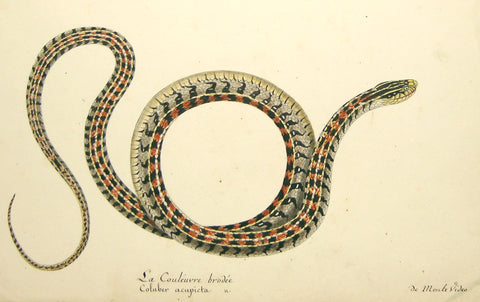 Christophe Paulin de la Poix de Fremenville (1747-1848), La Couleuvre Brodee Coluber Acupicta de monte video (Striped Snake)