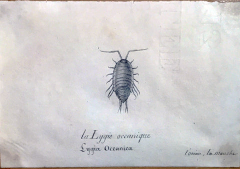 Christophe Paulin de la Poix de Fremenville (1747-1848), La Lygie Sea Louse Ocenique  l’ocean la manche