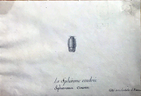 Christophe Paulin de la Poix de Fremenville (1747-1848), La Spherome Cendree Cotes Occidentales de France