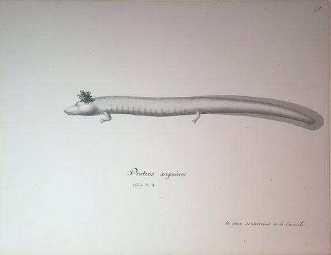 Christophe Paulin de la Poix de Fremenville (1747-1848), 19. Proteus anguinus reduit de 1/4 des caux souterraines de la carniote