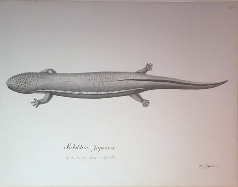 Christophe Paulin de la Poix de Fremenville (1747-1848), Siebolatia Japonica