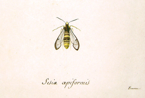 Christophe Paulin de la Poix de Fremenville (1747-1848), Bee Study (sesia apiformis)