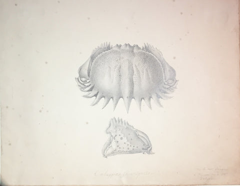 Christophe Paulin de la Poix de Freminville (1747-1848), Caluppa inconspectra...