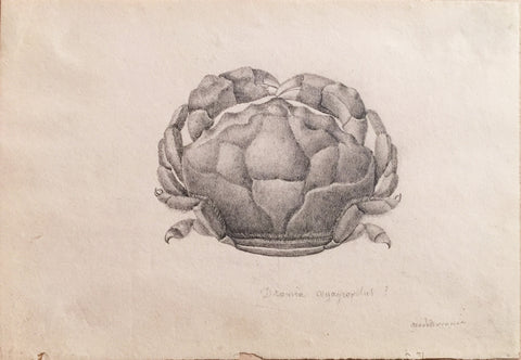Christophe Paulin de la Poix de Freminville (1747-1848), Dronia oegagropilus. Mediterranae