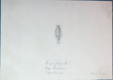 Christophe Paulin de la Poix de Fremenville (1747-1848), Aega Physode Aga Physodes Idotea Physodes  Cote de Bretagne