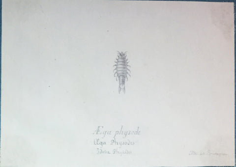 Christophe Paulin de la Poix de Fremenville (1747-1848), Aega Physode Aga Physodes Idotea Physodes Cote de Bretagne