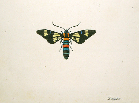 Christophe Paulin de la Poix de Fremenville (1747-1848), Insect Study Zanzibar