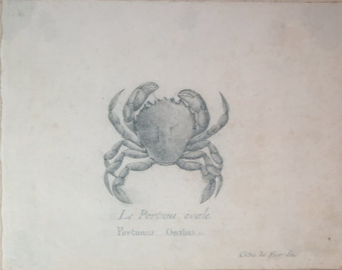 Christophe Paulin de la Poix de Freminville (1747-1848), Le Porture ovale Portunus ovalus cotes de Picardie