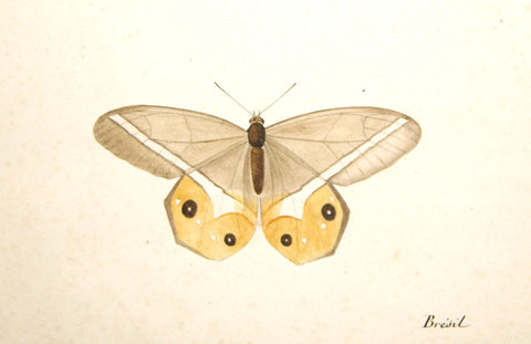 Christophe Paulin de la Poix de Fremenville (1747-1848), Moth Study Brazil