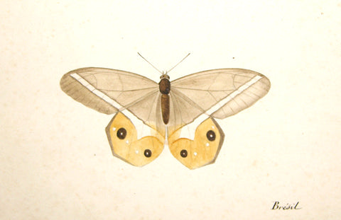 Christophe Paulin de la Poix de Fremenville (1747-1848), Moth Study Brazil