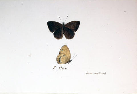Christophe Paulin de la Poix de Fremenville (1747-1848), P. Hero Moth France Meridonale