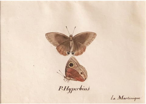 Christophe Paulin de la Poix de Fremenville (1747-1848), P. Hyperbius Butterfly la Martinique