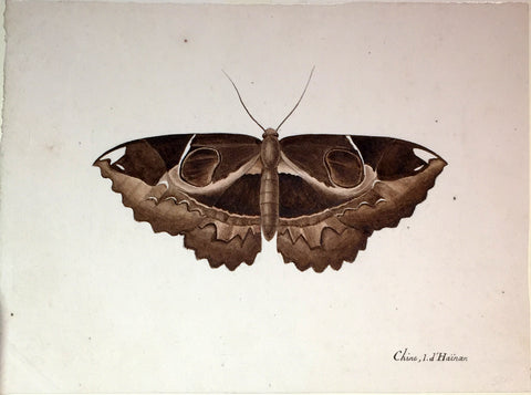 Christophe Paulin de la Poix de Fremenville (1747-1848), Untitled Moth Chine i.d. Hainan