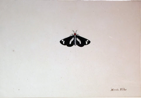 Christophe Paulin de la Poix de Fremenville (1747-1848), Untitled  Moth Monte Video