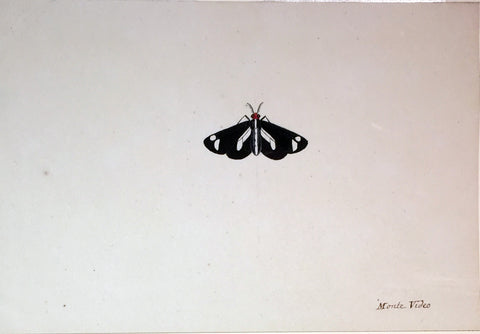Christophe Paulin de la Poix de Fremenville (1747-1848), Untitled Moth Monte Video