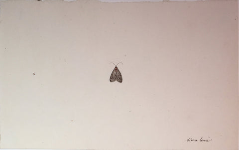 Christophe Paulin de la Poix de Fremenville (1747-1848), Untitled Moth Sierra Leone