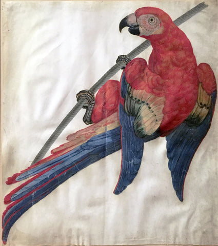 French School (17th-Century), A Red Macaw