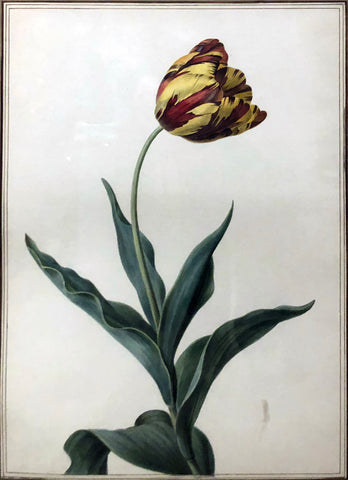 French School, Tulip Study