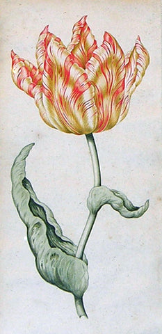 French School, Anonymous, Tulip Study