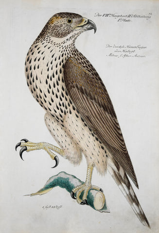 Johann Leonhard Frisch (1666-1743), T 72