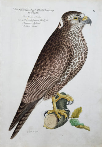 Johann Leonhard Frisch (1666-1743), T 74
