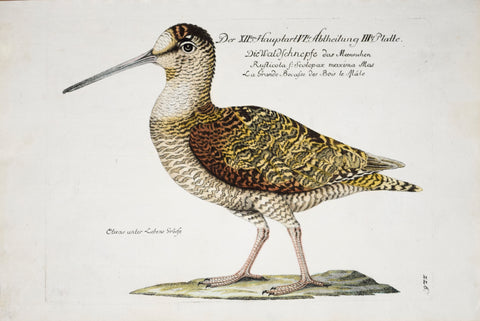 Johann Leonhard Frisch (1666-1743), T 226