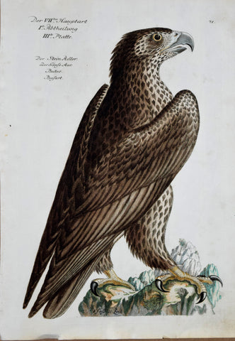 Johann Leonhard Frisch (1666-1743), T 71