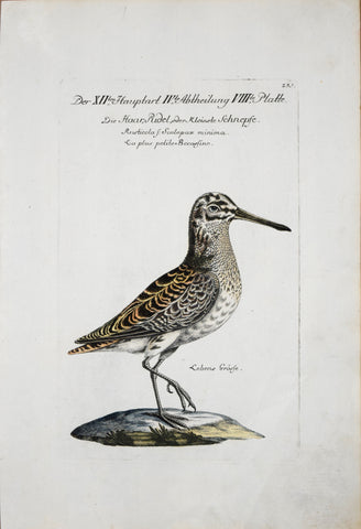 Johann Leonhard Frisch (1666-1743), T 237