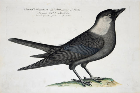 Johann Leonhard Frisch (1666-1743), T 67